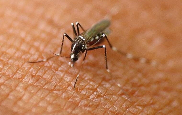 A Mosquito sucking blood from human skin