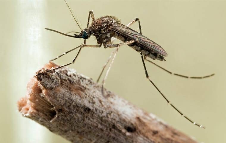 a mosquito on a wooden branch