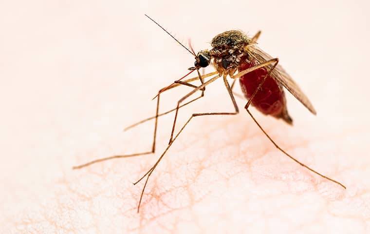 A mosquito on a human's skin