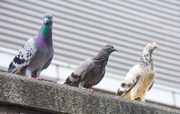 three pigeons on a cement ledge
