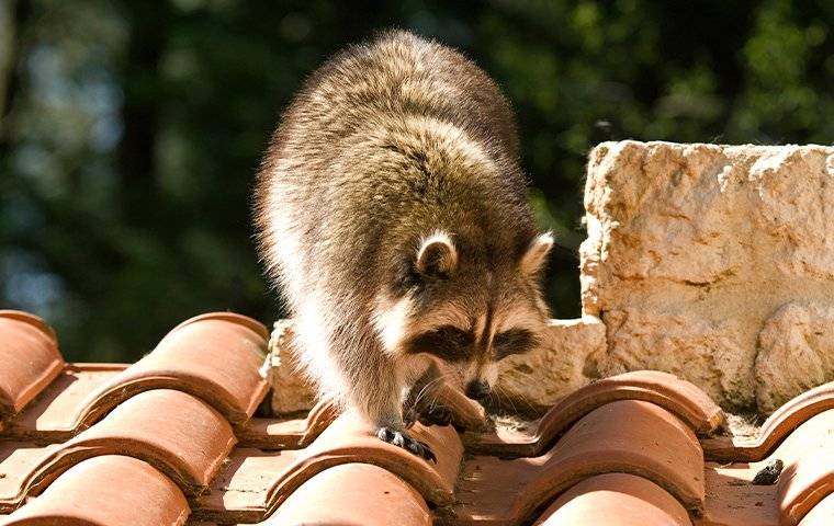 A Raccoon crawling on roof tiles