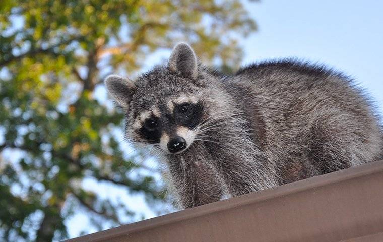 A Raccoon on top of a house