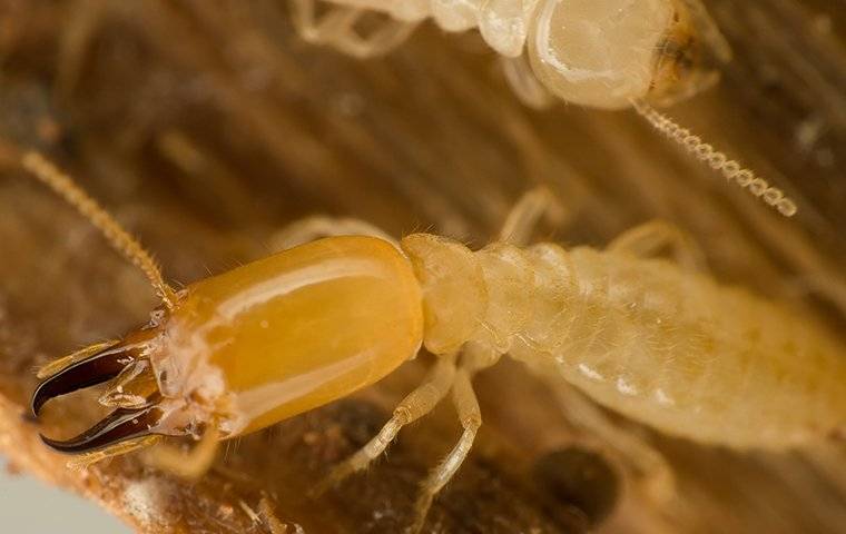 Closeup of a Subterranean Termite