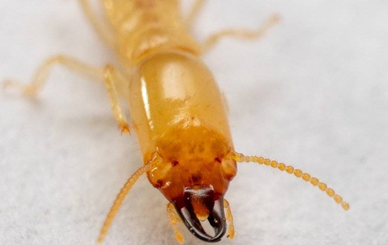 Closeup of a termite's face