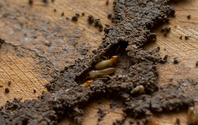 Termites tunneling through wood