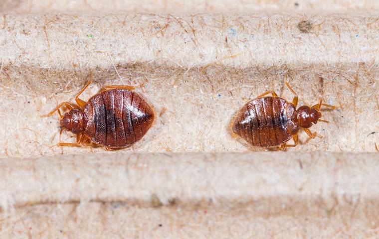 Two bed bugs facing opposite directions on a piece of fabric