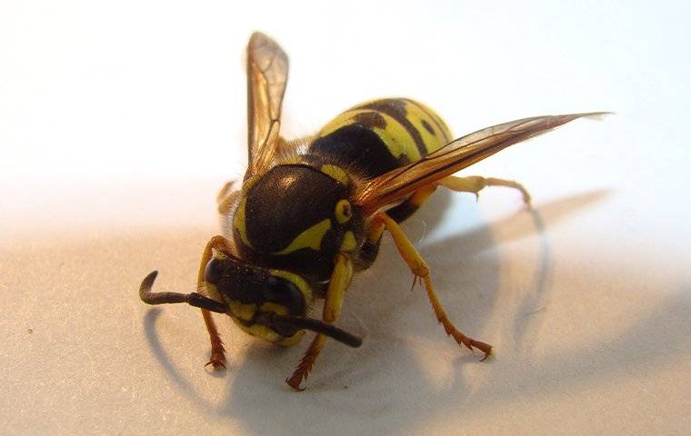 A wasp on a piece of cloth