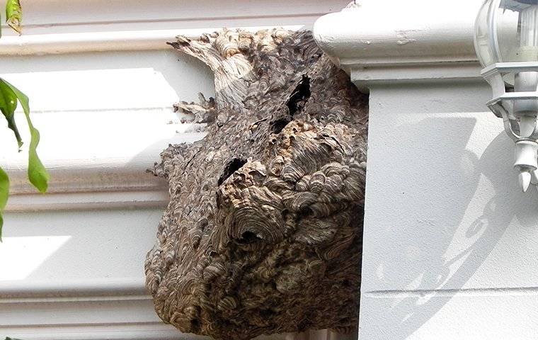 A Bald-Faced Hornet's nest on a home