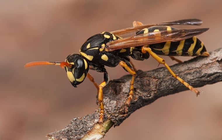 A Wasp on a tree branch