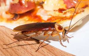 A Cockroach next to food on a kitchen table