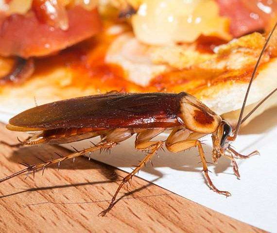 A Cockroach next to food on a kitchen table
