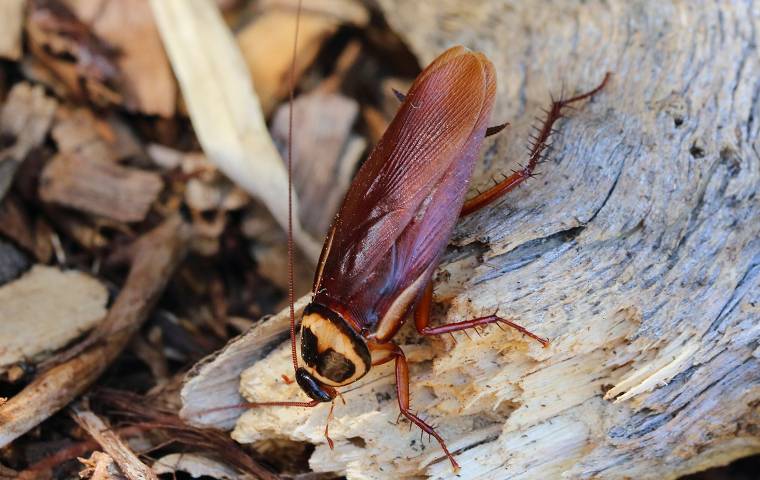 An American Cockroach on a log