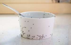 Ants crawling on a bowl in the kitchen