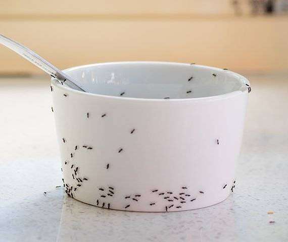 Ants crawling on a bowl in the kitchen