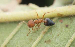 Closeup of an ant on a leaf.