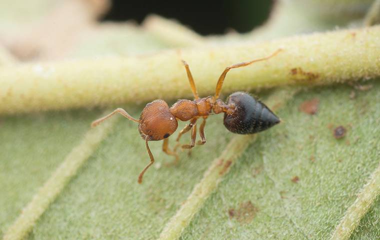 How To Prevent Ants From Infesting Your Home?