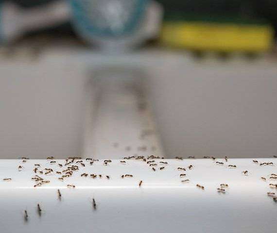 Ants crawling in a kitchen