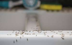 Ants crawling in a kitchen