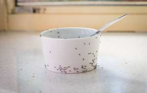 Ants crawling on a bowl in the kitchen