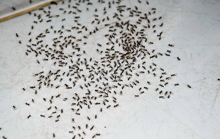 A swarm of ants on the kitchen floor