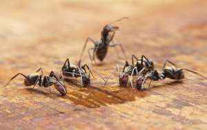 Ants drinking a liquid on a kitchen table