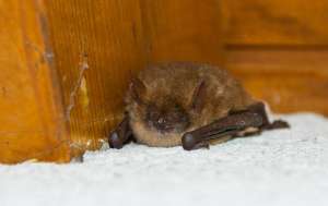 A bat lying down in a house