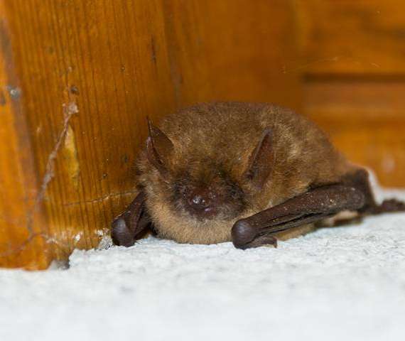 A bat lying down in a house
