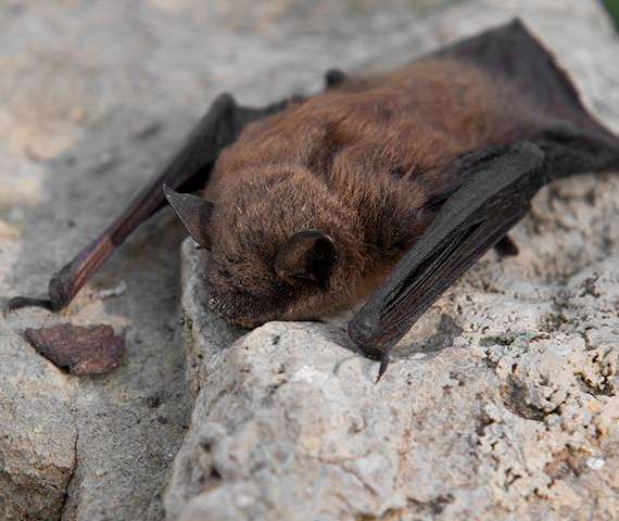 A bat lying face down on a rock