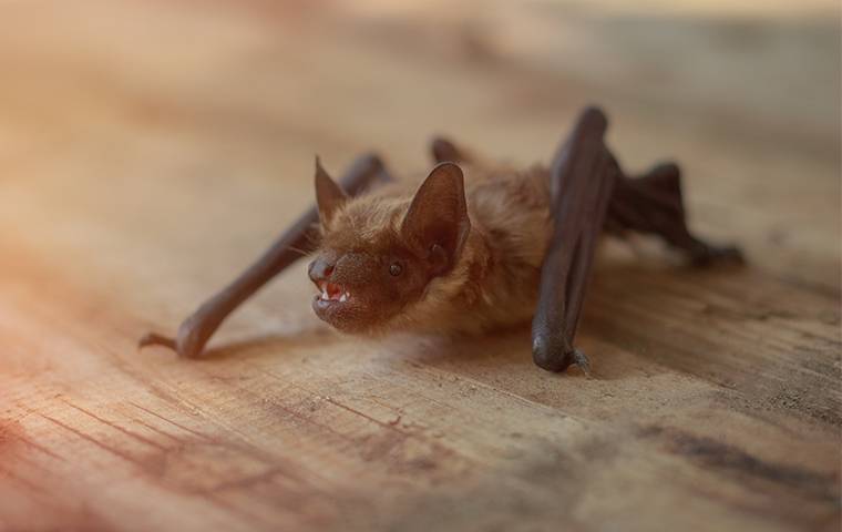 A bat on a table