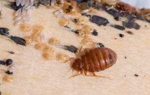 A Bed Bug and its larvae on a wooden bed frame