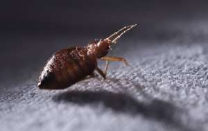 A bed bug crawling on cloth