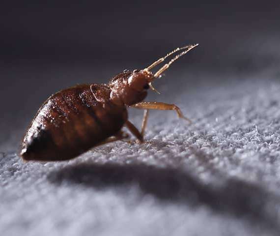 A bed bug crawling on cloth