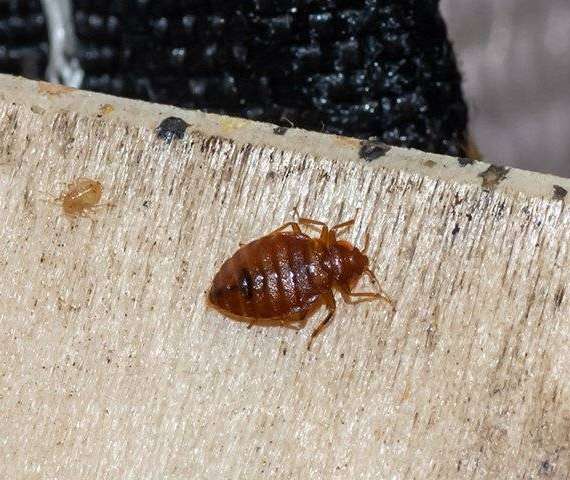 A Bed Bug crawling on a boxspring