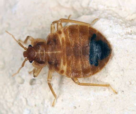 A Bed Bug in a home