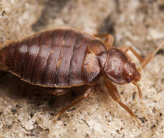 A Bed Bug in a home