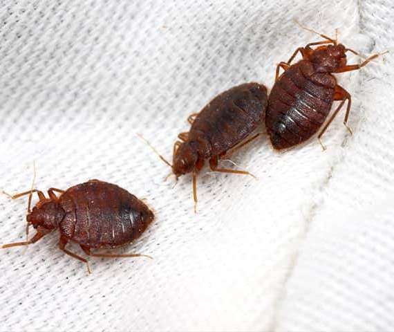 Three Bed Bugs on a sheet
