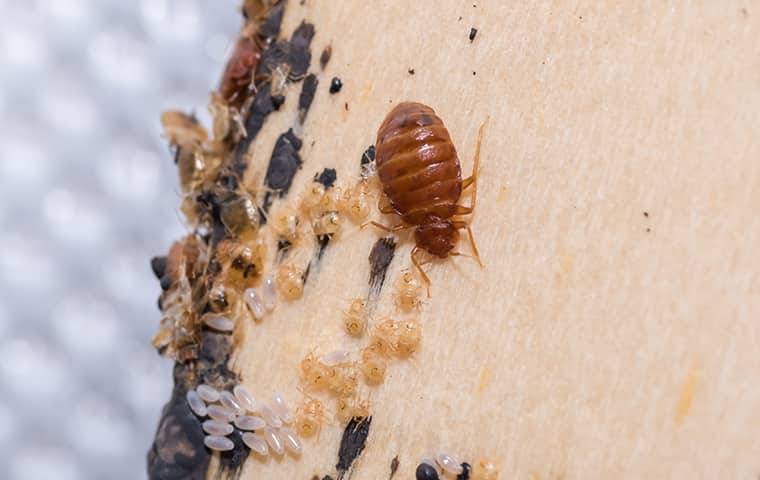 Bed Bugs and their larvae on a mattress