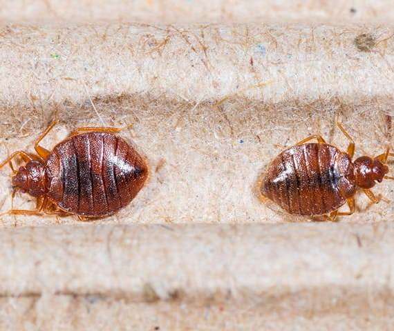 Two Bed Bugs on cloth