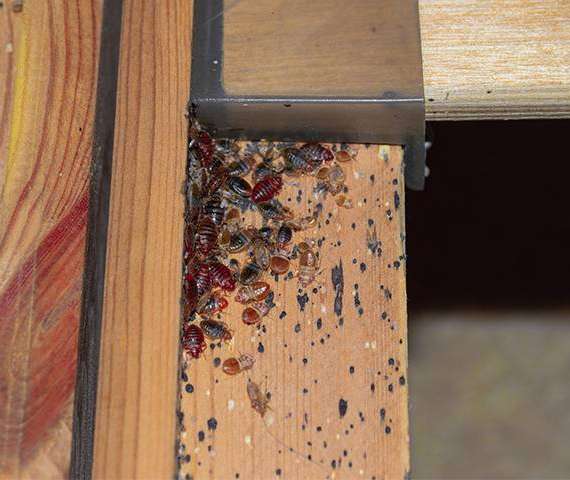 Bed Bugs infesting a bed frame