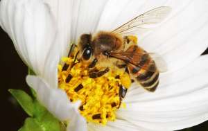 A Bee getting pollin from a white flower
