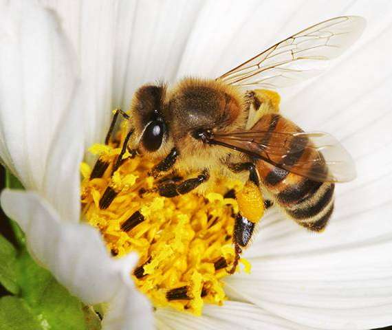 A Bee getting pollin from a white flower