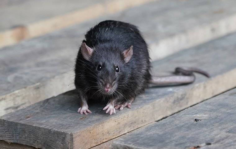 A Black Rat on a wooden pallet