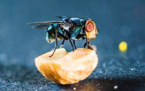 A fly standing on food
