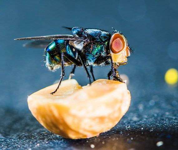 A fly standing on food
