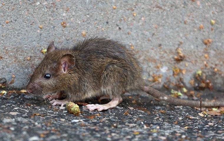 A Rat outside
