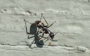 Carpenter ant crawling on a home