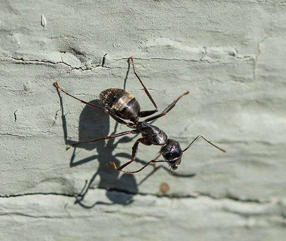 Carpenter ant crawling on a home