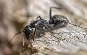 A Carpenter Ant crawling on wood