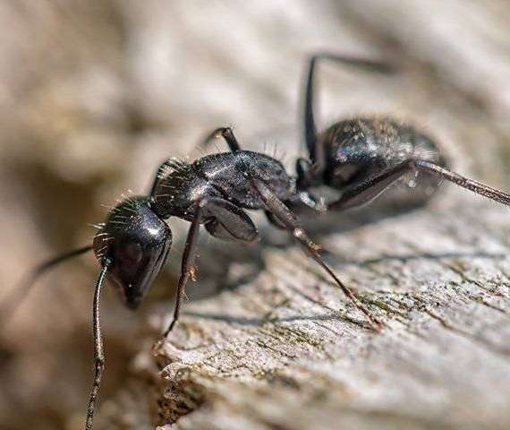 A Carpenter Ant crawling on wood