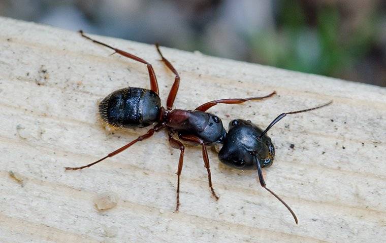 A Carpenter Ant on a wooden deck